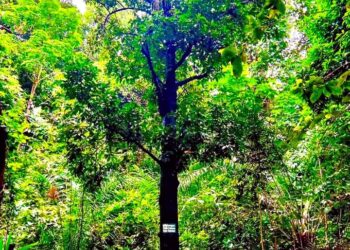 🇬🇳ENVIRONNEMENT : Le mangoustanier, un arbre fruitier à valoriser et à protéger