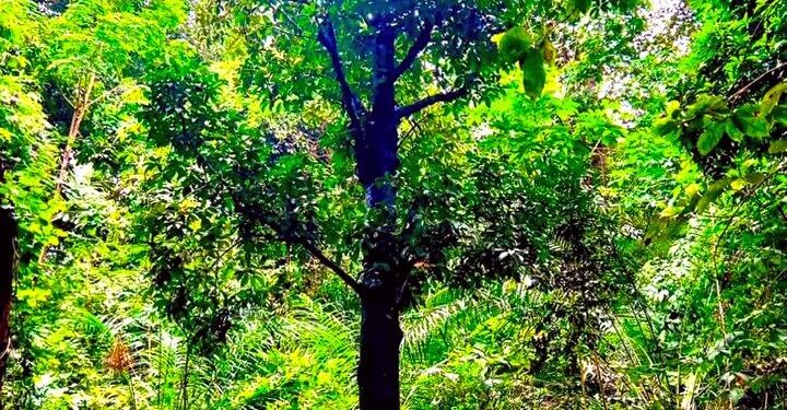 🇬🇳ENVIRONNEMENT : Le mangoustanier, un arbre fruitier à valoriser et à protéger