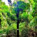 🇬🇳ENVIRONNEMENT : Le mangoustanier, un arbre fruitier à valoriser et à protéger