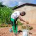 🇬🇳Pita : Près de 4 700 habitants bénéficient désormais d’une eau potable durable