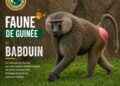 🇬🇳Faune de Guinée : Le babouin, un acteur clé des écosystèmes