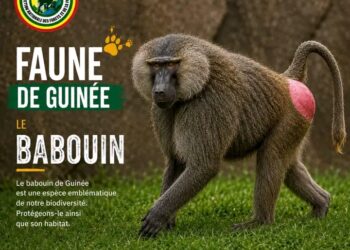 🇬🇳Faune de Guinée : Le babouin, un acteur clé des écosystèmes