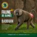 🇬🇳Faune de Guinée : Le babouin, un acteur clé des écosystèmes