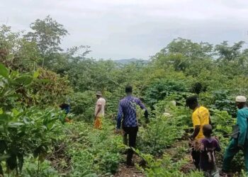 🇬🇳YEMBERING – 11 hectares pour enrichir la forêt de Sintirou