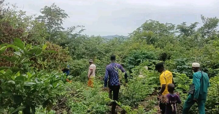 🇬🇳YEMBERING – 11 hectares pour enrichir la forêt de Sintirou