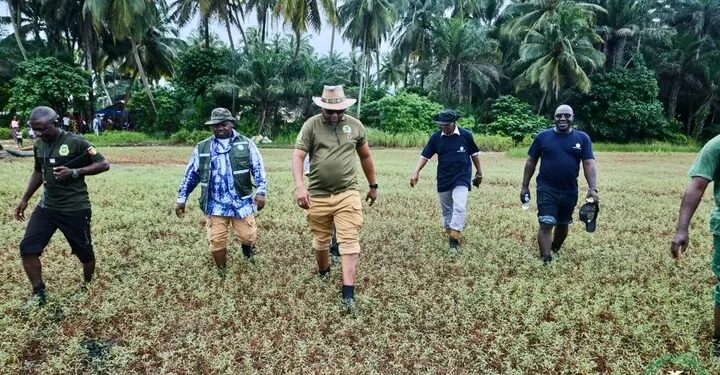 🇬🇳Environnement : Inspection du projet pilote de restauration des mangroves à Kakossa