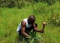 🇬🇳Mandiana : Les sites reboisés du projet FAO renforcés par une opération de regarnissage