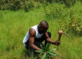 🇬🇳Mandiana : Les sites reboisés du projet FAO renforcés par une opération de regarnissage