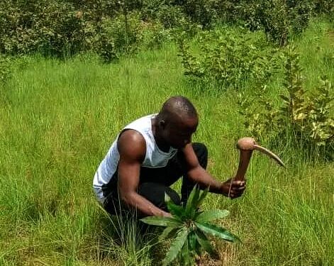 🇬🇳Mandiana : Les sites reboisés du projet FAO renforcés par une opération de regarnissage