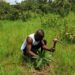 🇬🇳Mandiana : Les sites reboisés du projet FAO renforcés par une opération de regarnissage