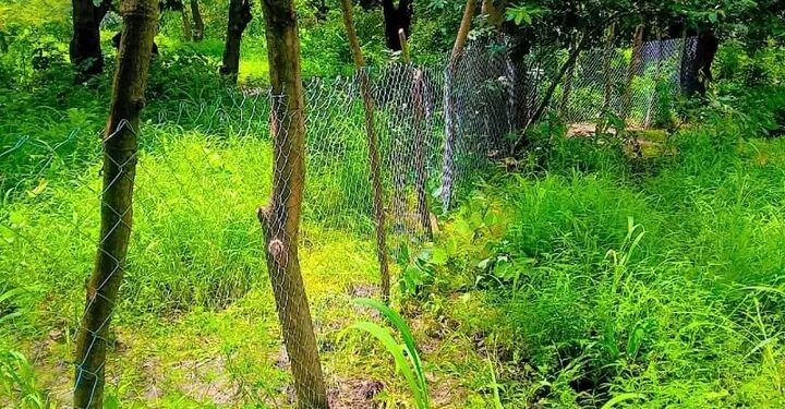 🇬🇳KANKAN : Après le reboisement, place au suivi et à l&rsquo;entretien