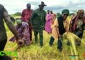 🇬🇳Kankan : La Chambre Régionale d’Agriculture appuie la mécanisation de la filière fonio
