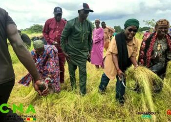 🇬🇳Kankan : La Chambre Régionale d’Agriculture appuie la mécanisation de la filière fonio