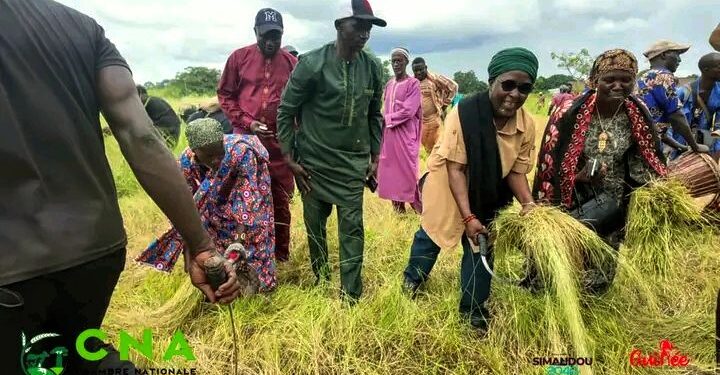 🇬🇳Kankan : La Chambre Régionale d’Agriculture appuie la mécanisation de la filière fonio