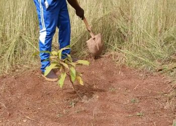 🇬🇳Mandiana : Le suivi du reboisement se poursuit