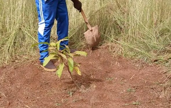 🇬🇳Mandiana : Le suivi du reboisement se poursuit