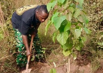 🇬🇳Mandiana : L’entretien et la protection pour des plants qui grandissent