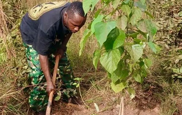🇬🇳Mandiana : L’entretien et la protection pour des plants qui grandissent