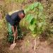 🇬🇳Mandiana : L’entretien et la protection pour des plants qui grandissent