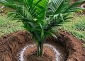 🇬🇳Agriculture : L’importance des engrais pour le palmier à huile F1 Tenera