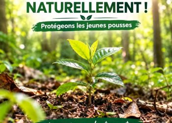 🇬🇳Guinée : La forêt peut renaître par la régénération naturelle