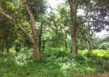 Guinée/Environnement : La préfecture de Mamou. protège ses 55 000 ha de forêts