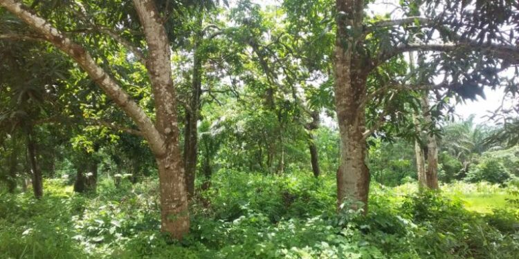 Guinée/Environnement : La préfecture de Mamou. protège ses 55 000 ha de forêts