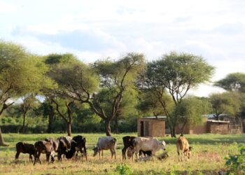 ARCHIVE - L'objectif est de protéger la biodiversité et les sources d'eau, gérer les pâturages et valoriser durablement les ressources biologiques. Photo: picture alliance / Jürgen Bätz/dpa