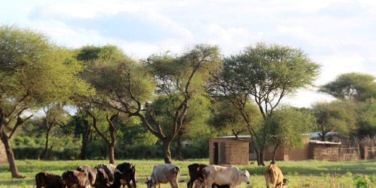 ARCHIVE - L'objectif est de protéger la biodiversité et les sources d'eau, gérer les pâturages et valoriser durablement les ressources biologiques. Photo: picture alliance / Jürgen Bätz/dpa