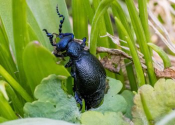 Agriculture : La FAO lance un programme de lutte contre les ravageurs en Afrique