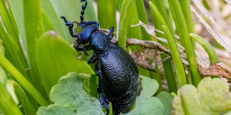 Agriculture : La FAO lance un programme de lutte contre les ravageurs en Afrique