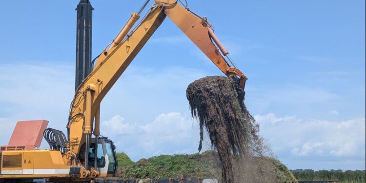 Environnement : Une plante aquatique envahissante transformée en compost biologique