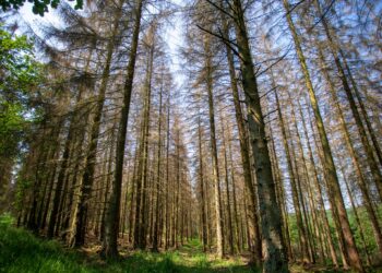 Préservation de la nature : Un projet de l’UE pour préserver le bloc forestier ivoiro-libérien