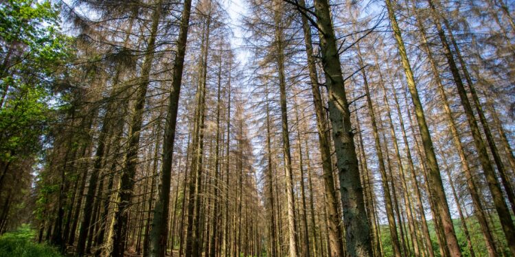Préservation de la nature : Un projet de l’UE pour préserver le bloc forestier ivoiro-libérien