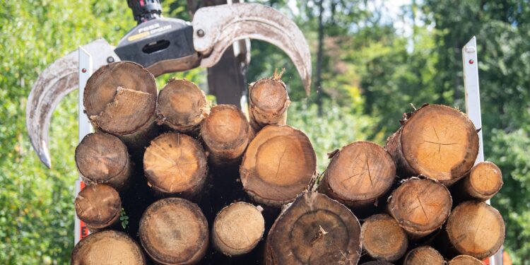 Protection de la nature / Burkina Faso : 24 000 plants forestiers mis à terre à Ziro