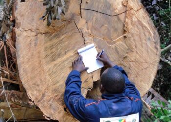 Environnement /Gouvernance forestière : Coopération entre le Congo et l’Union européenne