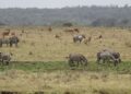 Préservation de la faune : La consommation de viande de brousse en hausse en Afrique centrale