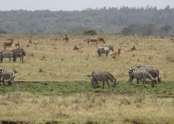 Préservation de la faune : La consommation de viande de brousse en hausse en Afrique centrale