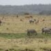 Préservation de la faune : La consommation de viande de brousse en hausse en Afrique centrale