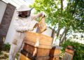 Résilience climatique : Un projet pour renforcer l’apiculture face au climat