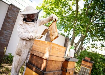 Résilience climatique : Un projet pour renforcer l’apiculture face au climat