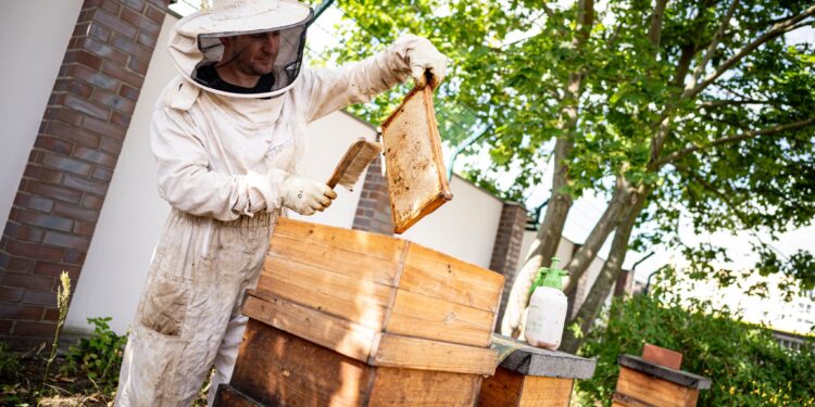 Résilience climatique : Un projet pour renforcer l’apiculture face au climat