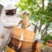 Résilience climatique : Un projet pour renforcer l’apiculture face au climat