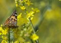 Nature : En route depuis l’Afrique, la Belle-Dame fait halte en Allemagne