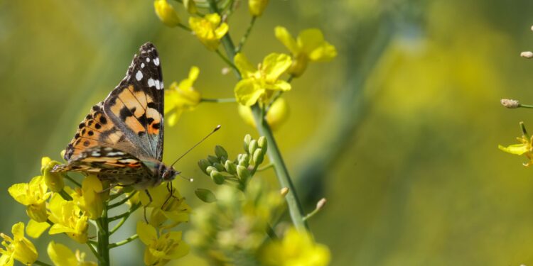 Nature : En route depuis l’Afrique, la Belle-Dame fait halte en Allemagne
