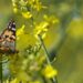 Nature : En route depuis l’Afrique, la Belle-Dame fait halte en Allemagne