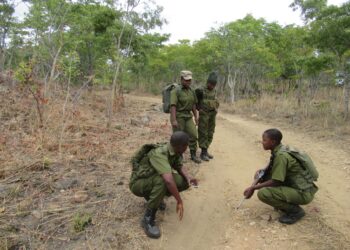 Conservation de la nature : La SADC forme des gestionnaires de la faune et des gardes forestiers
