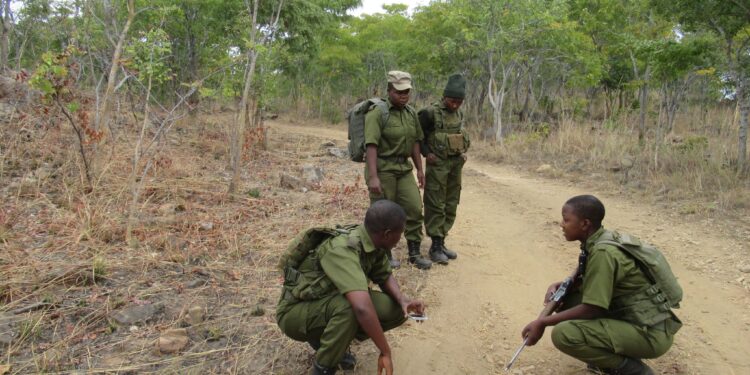 Conservation de la nature : La SADC forme des gestionnaires de la faune et des gardes forestiers