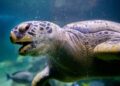 Animaux : Une imposante tortue africaine retrouvée à Augsbourg, en Allemagne