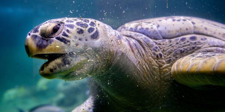 Animaux : Une imposante tortue africaine retrouvée à Augsbourg, en Allemagne